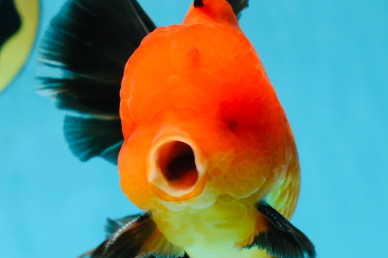 AAA Grade Godzilla Apache Oranda Male 5.5 inches #052325OR_01