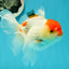 Red White Oranda Female 5 inches #110824OR_05