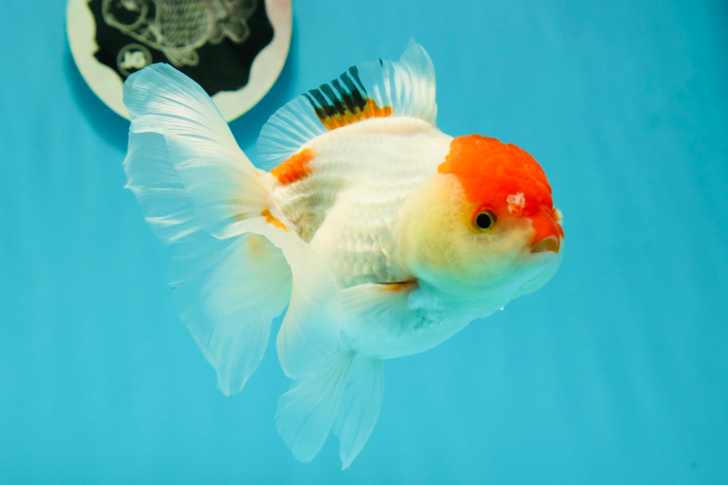 Red White Oranda Female 5 inches #110824OR_05