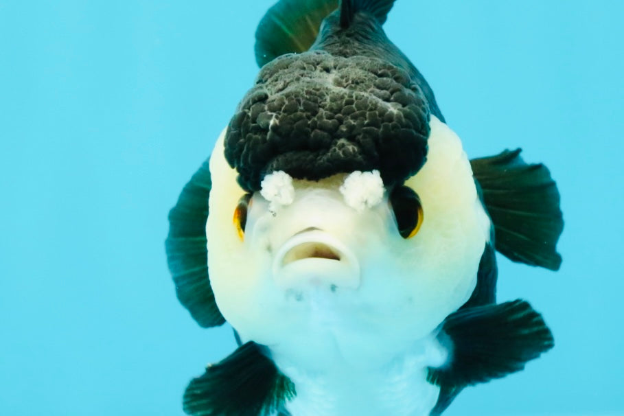 ADORABLE Pom Pom Panda Yuanbao Female 4 inches #031326YB_14