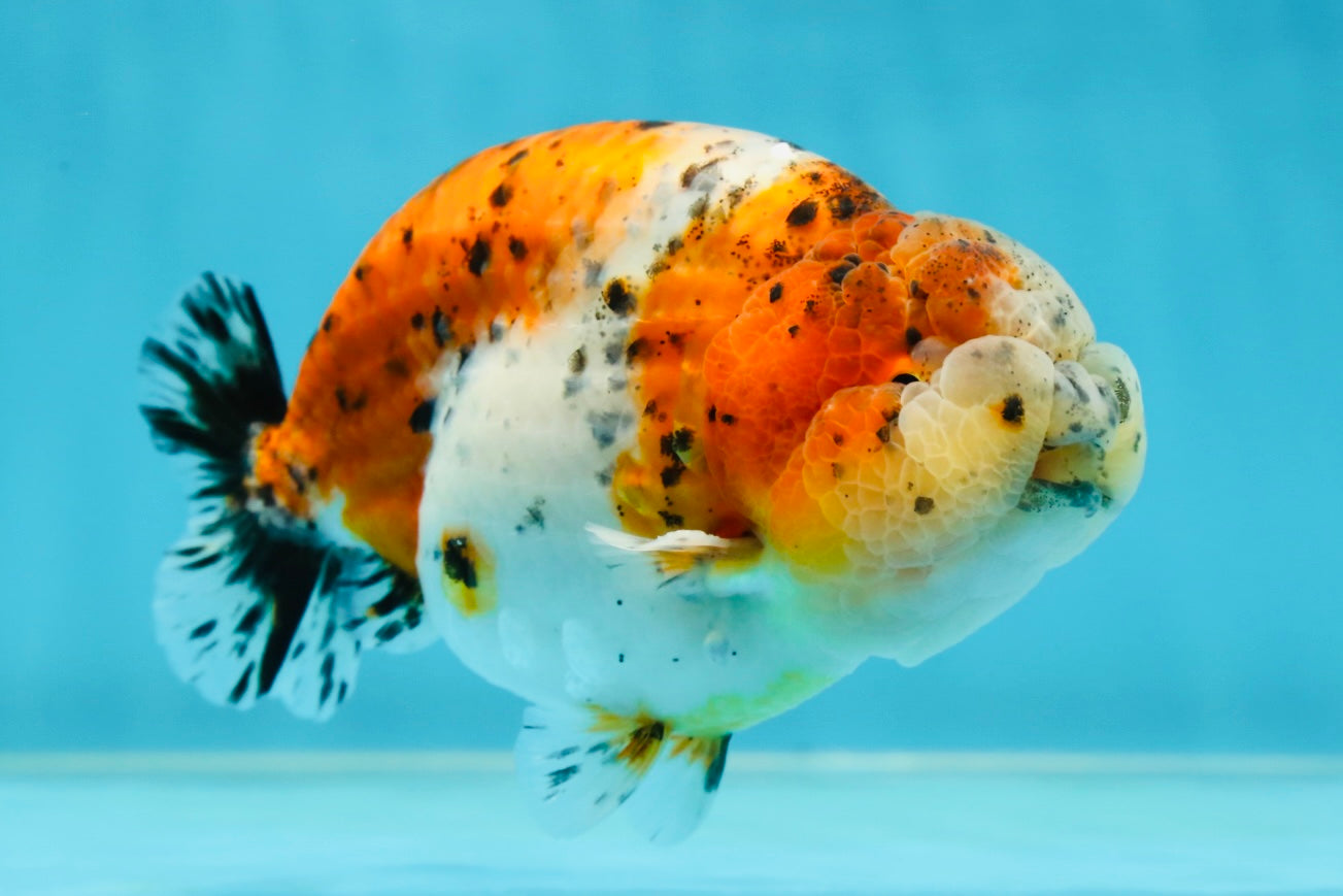 AAA Grade Calico LionKing 4.5-5 inches #050925LC_03