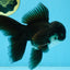 BATMAN A Grade Panda Oranda Male 5.5-6 inches #111425OR_19
