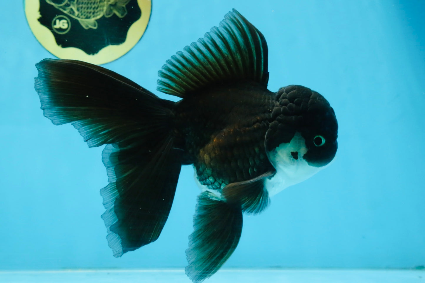 BATMAN A Grade Panda Oranda Male 5.5-6 inches #111425OR_19