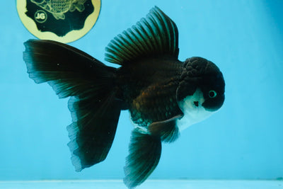 BATMAN A Grade Panda Oranda Male 5.5-6 inches #111425OR_19