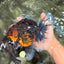 CHUNKY AAA Grade Tiger Oranda Male 6.5-7 inches #072426OR_01