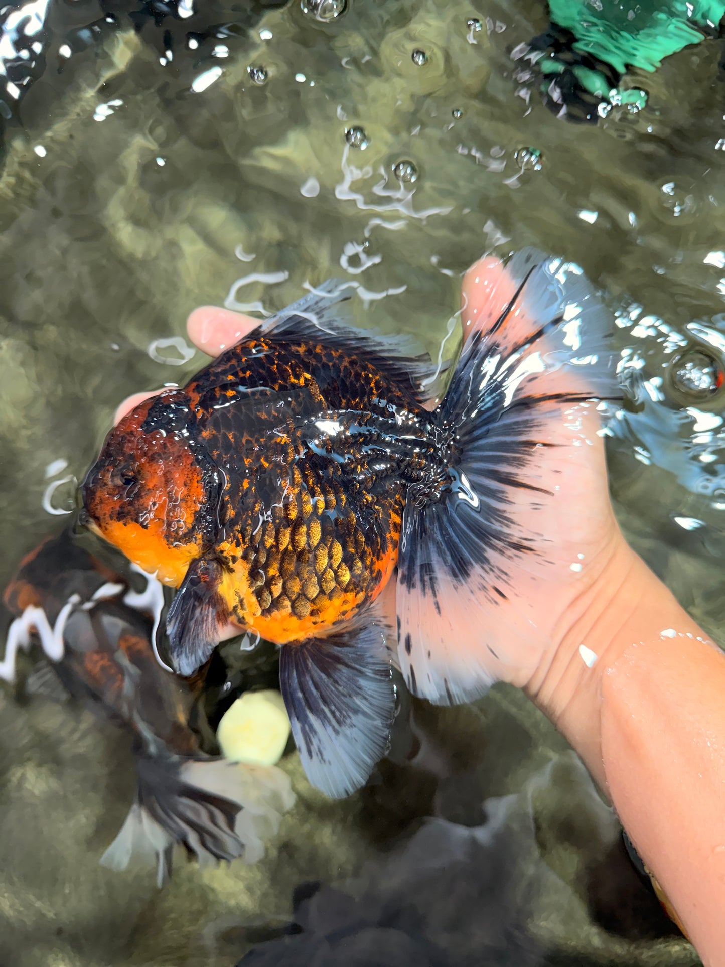 CHUNKY AAA Grade Tiger Oranda Male 6.5-7 inches #072426OR_01