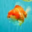 CHONKY AAA Grade Sakura Yuanbao Male 5-5.5 inches #100926YB_04