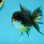 A Grade Chicken Tricolor Oranda Male 5 inches #112924OR_18