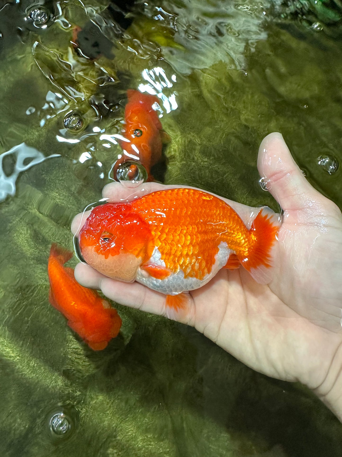 AAA Grade Red White LionKing 4-4.5  inches #053025LC_12