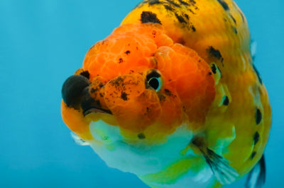 A Grade Tiger LionQueen 4-4.5 inches #051625LC_05