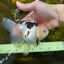 A Grade BEAUTY Tricolor Oranda Female 5.5-6 inches #072525OR_07