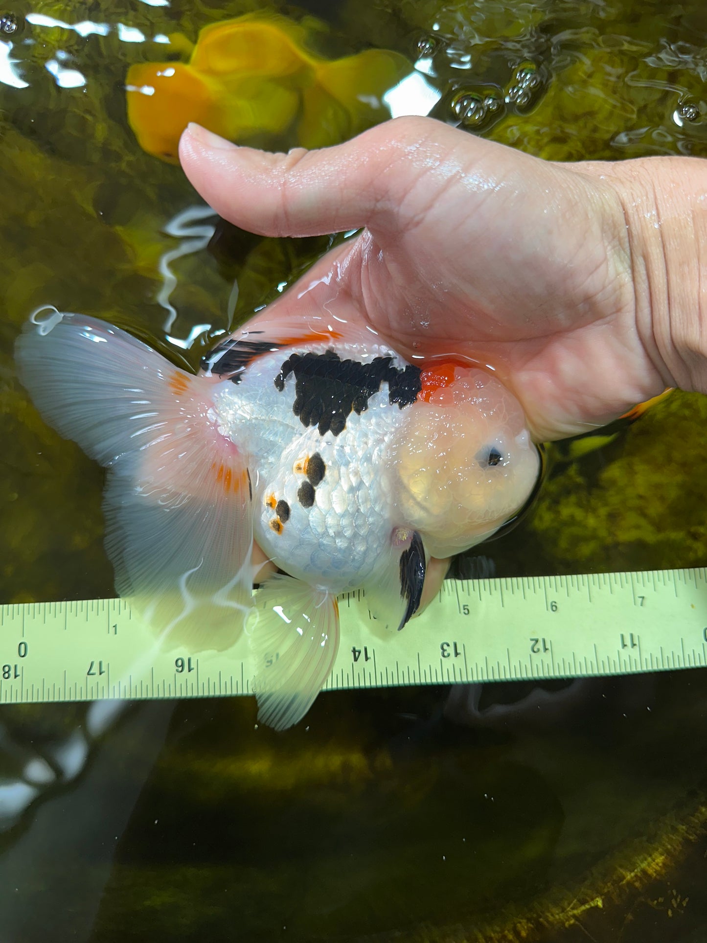 A Grade BEAUTY Tricolor Oranda Female 5.5-6 inches #072525OR_07