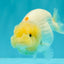 A Grade White LionQueen 4.5 inches #082126LC_22