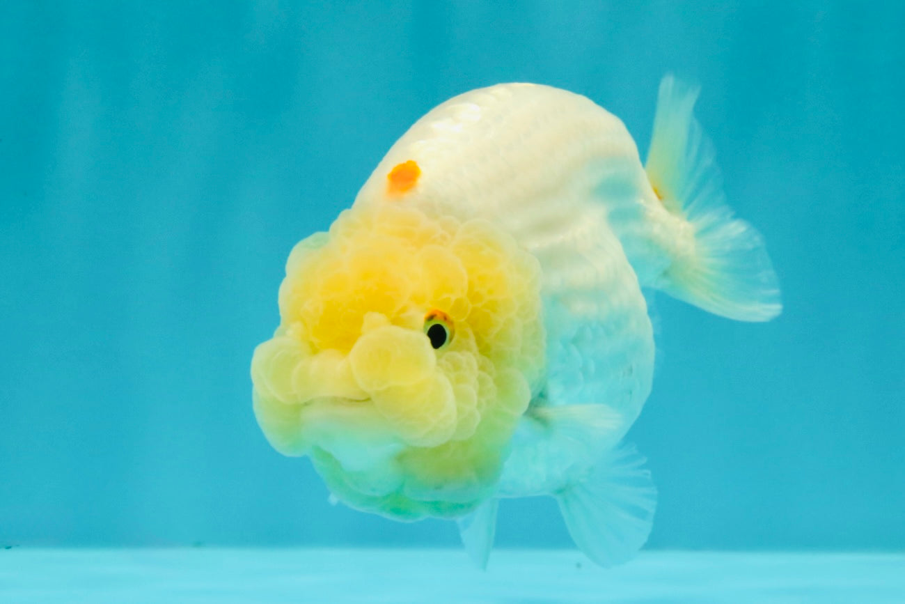 A Grade White LionQueen 4.5 inches #082126LC_22