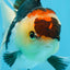 A Grade Tricolor Oranda Female 5 inches #080125OR_32