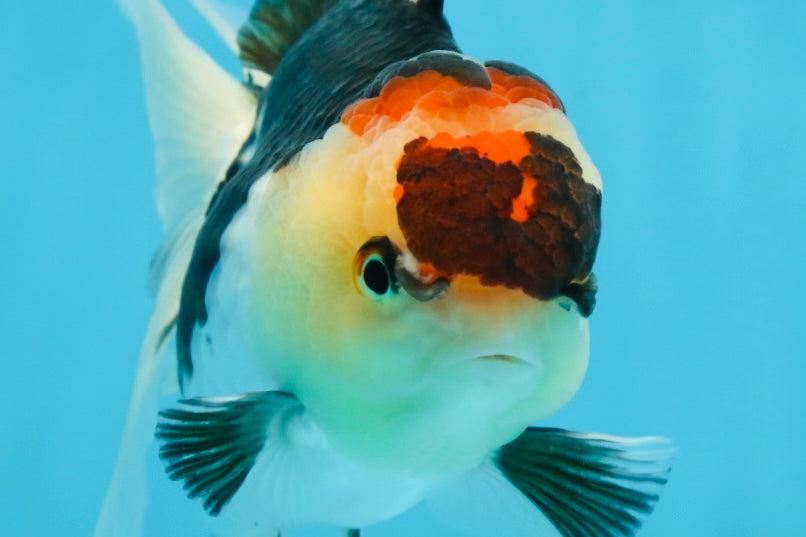 A Grade Tricolor Oranda Female 5 inches #080125OR_32