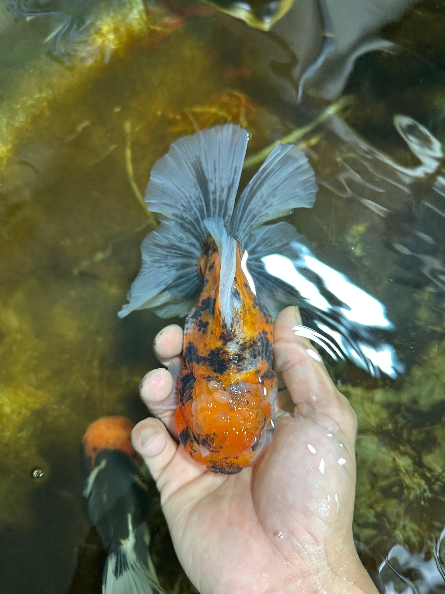Tiger Oranda Female 6 inches #072525OR_21