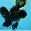 A Grade Black Oranda Male 5.5-6 inches #071125OR_13