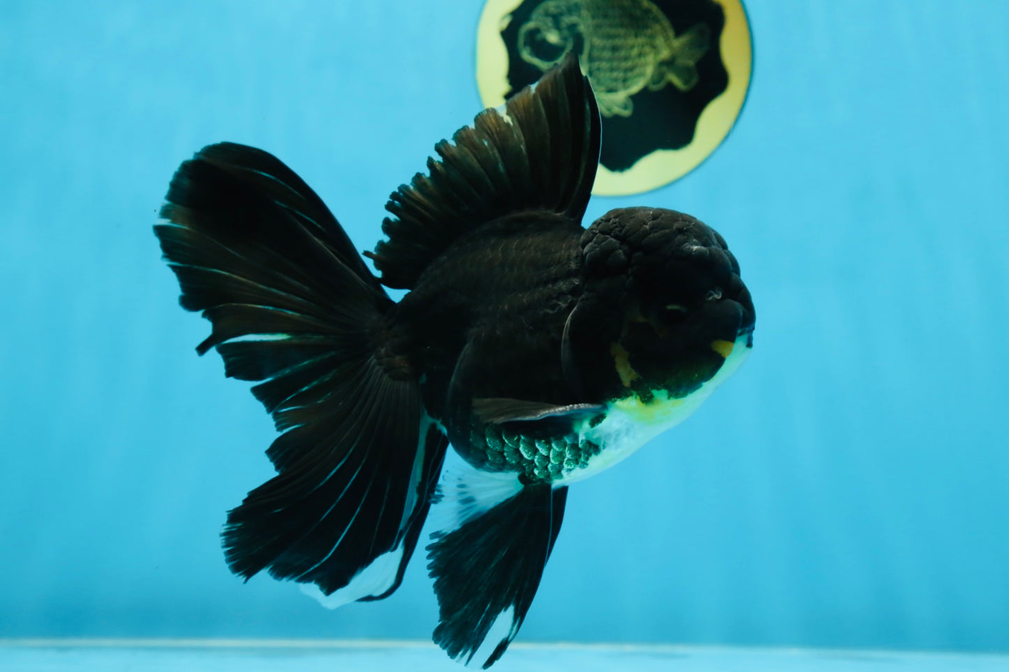 A Grade Black Oranda Male 5.5-6 inches #071125OR_13