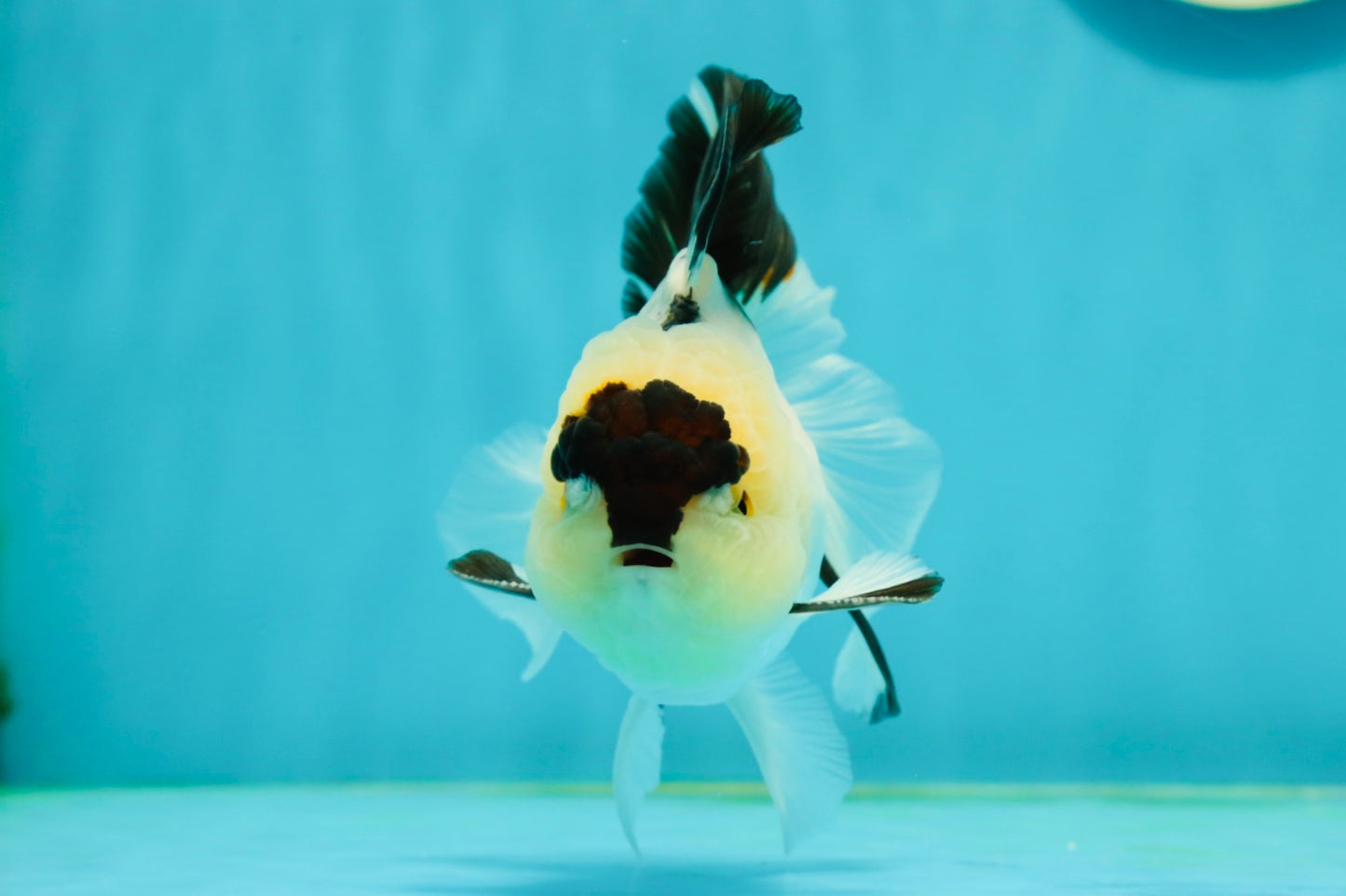 AAA Grade Panda Oranda Male 4.5 inches #112224OR_09