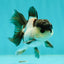 Panda Oranda Male 3-3.5 inches #1018OR_14