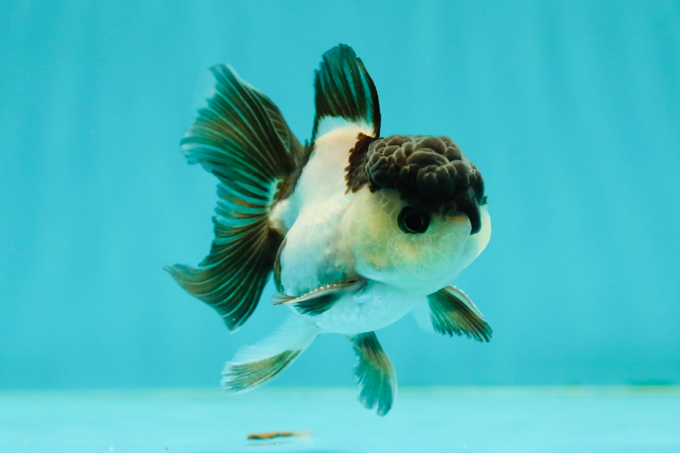 Panda Oranda Male 3-3.5 inches #1018OR_14