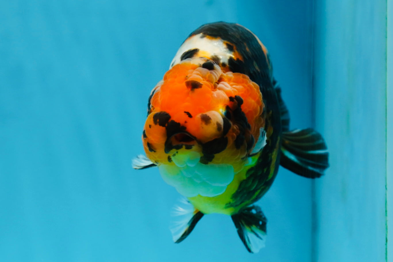 AAA Grade Calico Tiger Chinese Ranchu Male 5 inches #101025RC_19