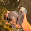 CHONKY A Grade Kirin Oranda Male 6.5-7 inches #071026OR_34