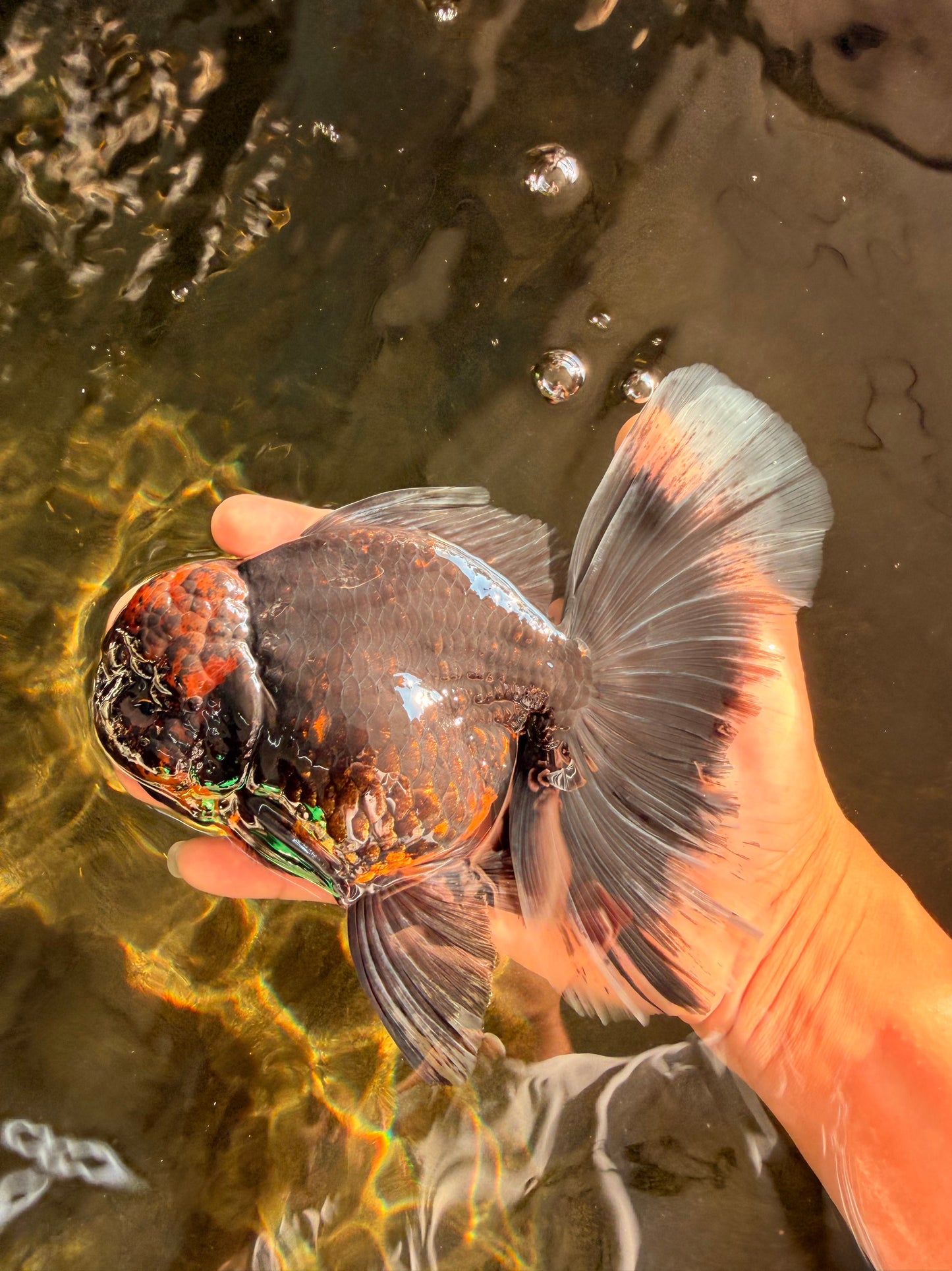 CHONKY A Grade Kirin Oranda Male 6.5-7 inches #071026OR_34
