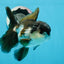 A Grade Panda Oranda Male 5 inches #0830OR_20