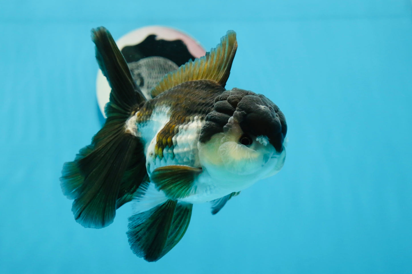 Grado A Panda Oranda Macho 5 pulgadas #0830OR_20