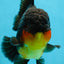 AAA Grade Godzilla Apache Oranda Male 5.5 inches #050925OR_55