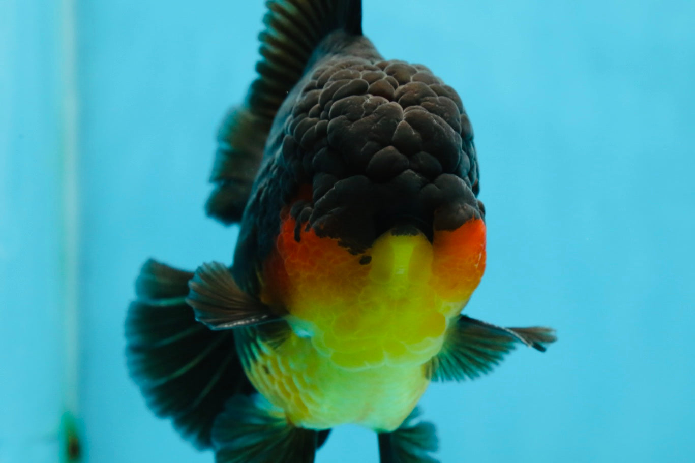 AAA Grade Godzilla Apache Oranda Male 5.5 inches #050925OR_55