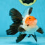 A Grade Tricolor Oranda Male 5-5.5 inches #060625OR_23
