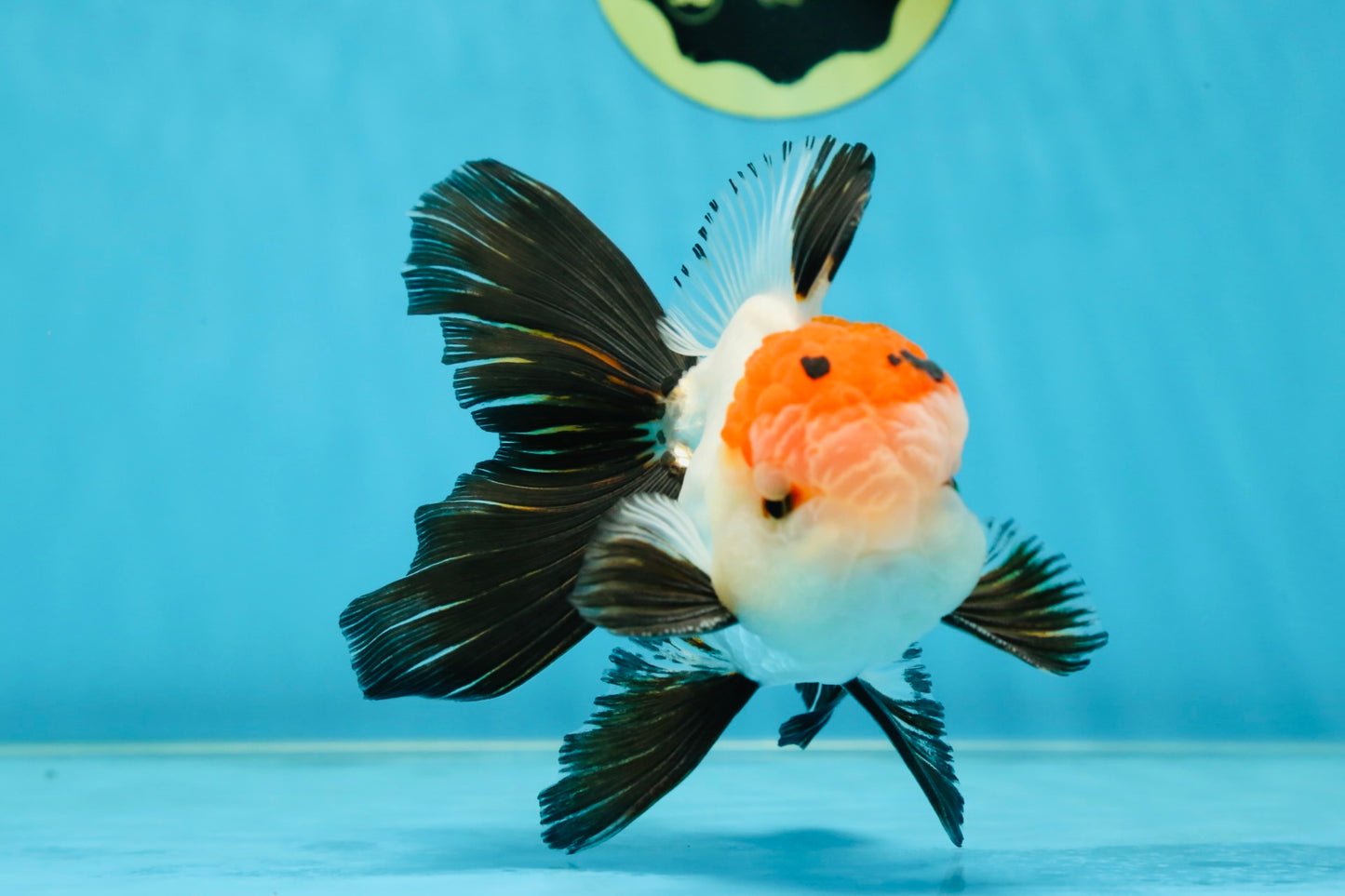 A Grade Tricolor Oranda Male 5-5.5 inches #060625OR_23