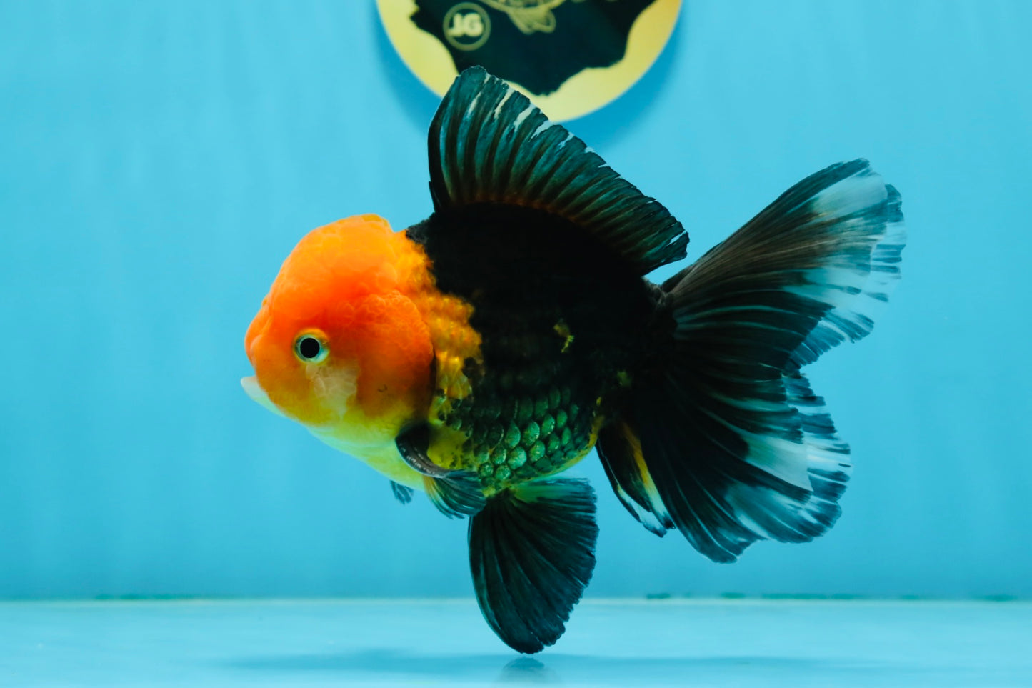 AAA Grade Red Head Apache Oranda Male 5-5.5 inches #112924OR_20