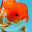 TOMATO AAA Grade Red White Oranda Male 5.5-6 inches #082225OR_11
