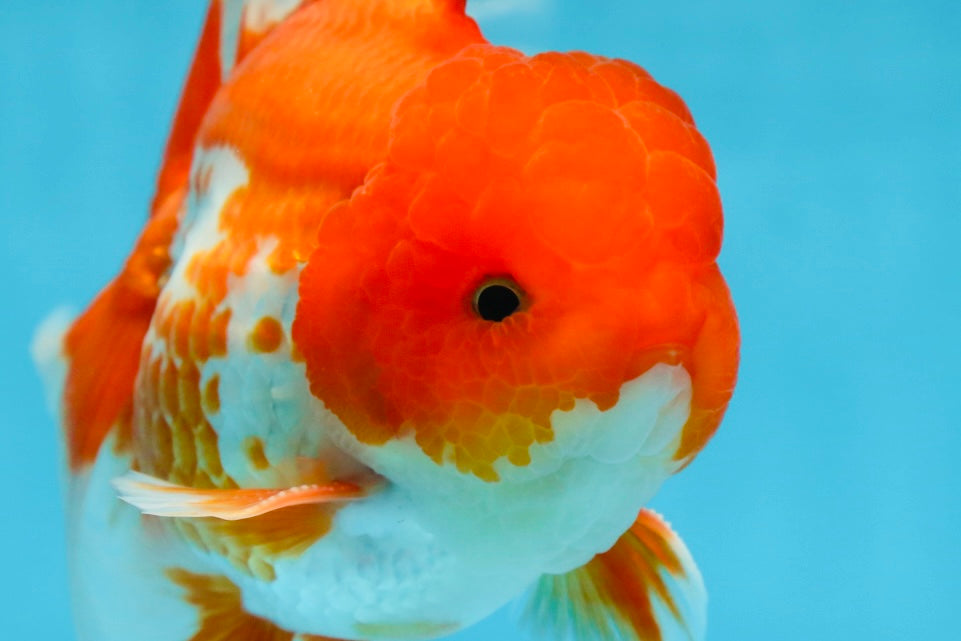 TOMATO AAA Grade Red White Oranda Male 5.5-6 inches #082225OR_11
