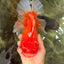 BIG WEN AAA Grade Red White Oranda Male 7.5-8 inches #070326OR_03