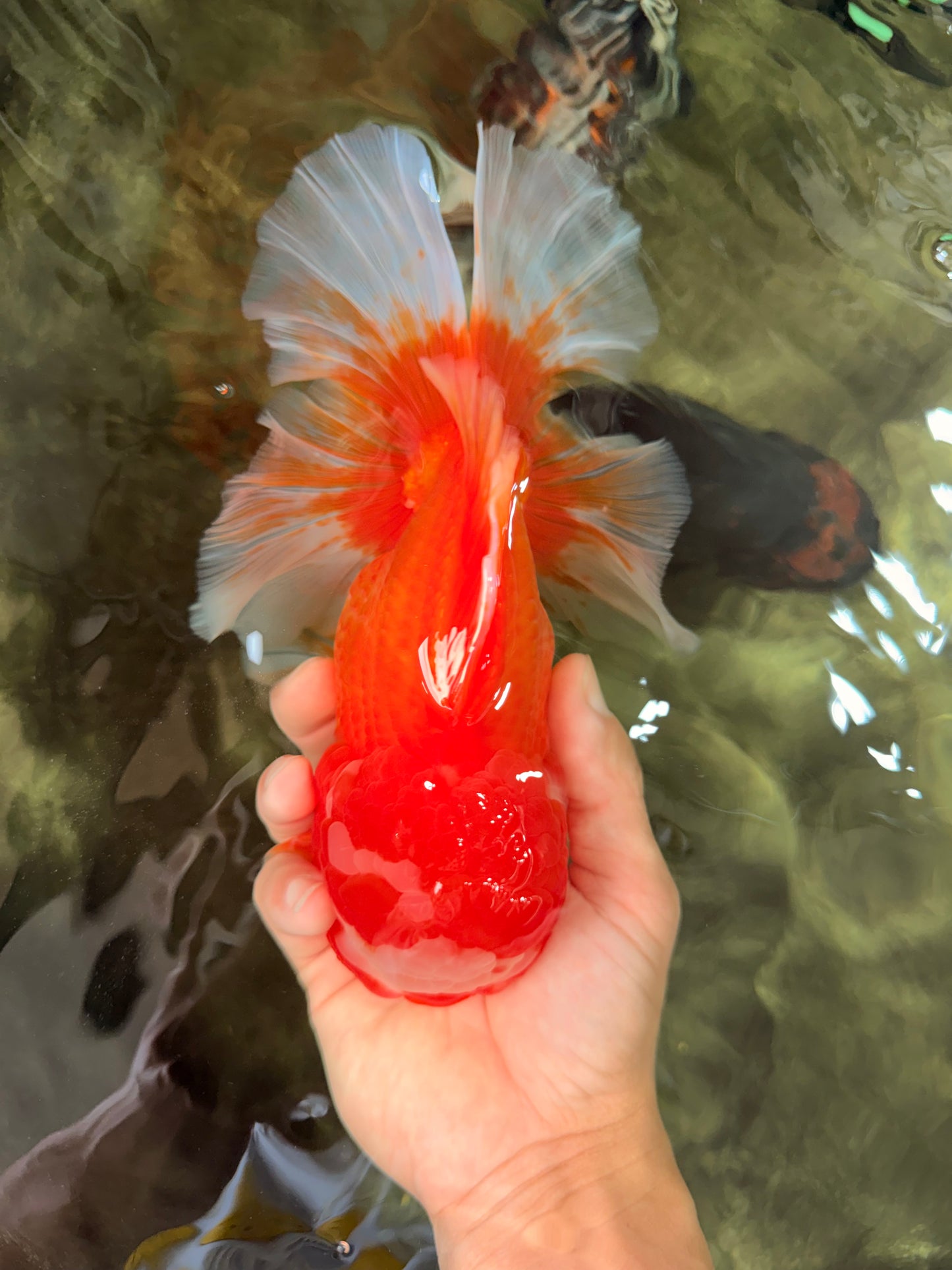 BIG WEN AAA Grade Red White Oranda Male 7.5-8 inches #070326OR_03