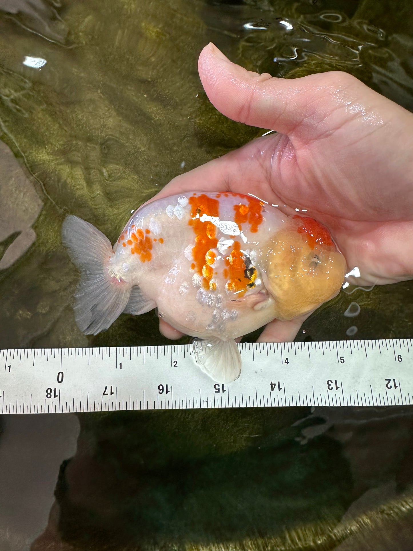 A Grade SPECIAL Kohaku Sakura LionKing 5 inches #051625LC_10