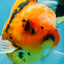 AAA Grade TOP Tiger Oranda Female 6-6.5 inches #051625OR_16