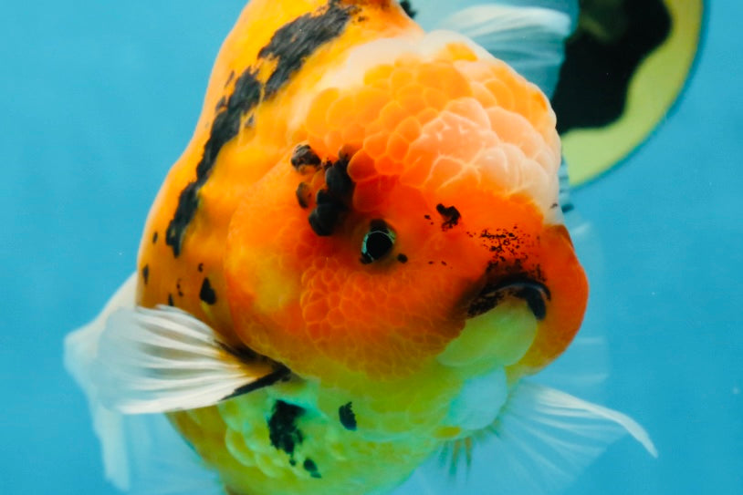 AAA Grade TOP Tiger Oranda Female 6-6.5 inches #051625OR_16