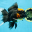 A Grade Lava Head Tricolor Oranda Male 5.5-6 inches #052325OR_08