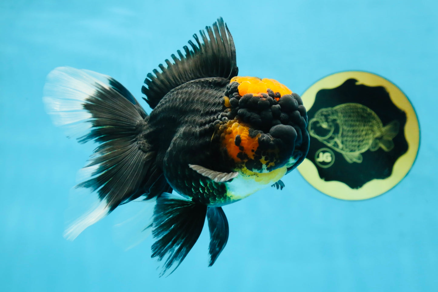 A Grade Lava Head Tricolor Oranda Male 5.5-6 inches #052325OR_08