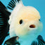SPECIAL Panda Button Eyes Oranda Male 5 inches #041026OR_11