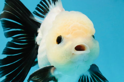 SPECIAL Panda Button Eyes Oranda Male 5 inches #041026OR_11