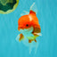 A Grade Red White Oranda Male 6 inches #081426OR_11