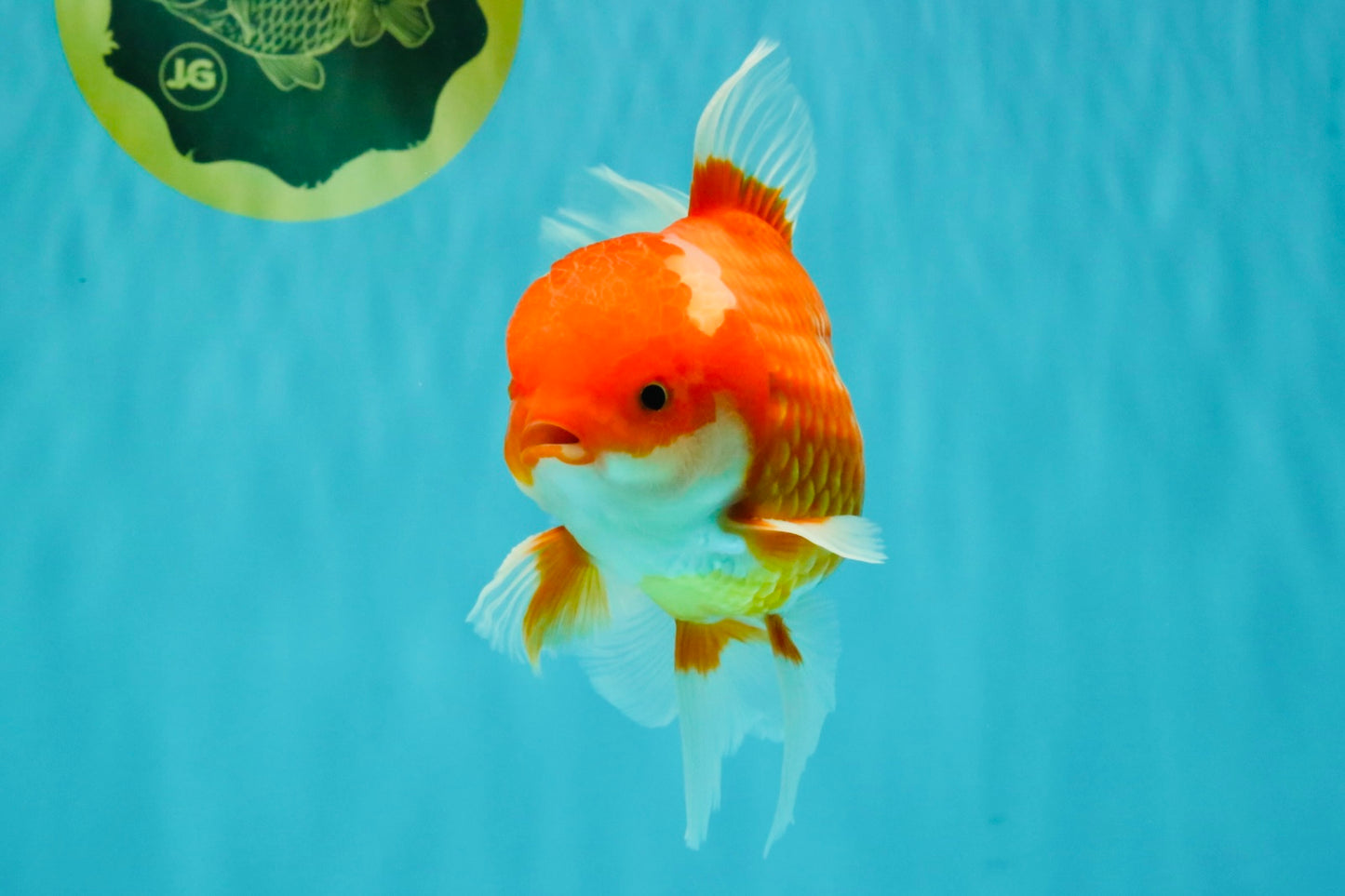 A Grade Red White Oranda Male 6 inches #081426OR_11
