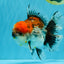 CHUNKY AAA Grade Kirin Calico Oranda Male 6.5 inches #041026OR_02
